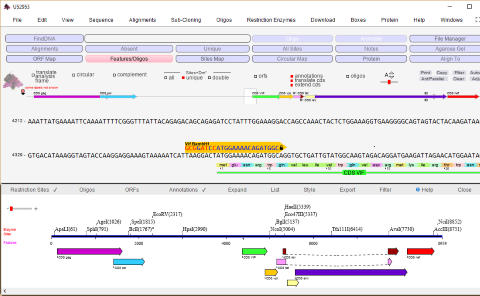 DNA Analysis with DNADynamo Software
